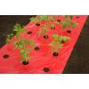 Kweekfolie voor tomaten 0.95 x 5 m