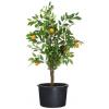 Victoria container 36 x Ø 68 cm - 90 liter