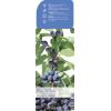 Blauwe honingbes C2 (lonicera caerulea "Kamtschatica") fruitplanten