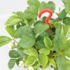 Aardbei (fragaria x ananassa "Tenira") fruitplanten