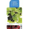 Zwarte bes op stam (ribes nigrum) fruitbomen