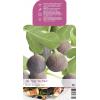 Vijg op stam (Ficus Carica "Brown Turkey") fruitbomen