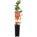 Rode bes (ribes rubrum "Rovada") fruitplanten