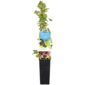 Zwarte bes (ribes nigrum) fruitplanten