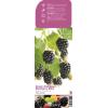 Braam (rubus fruticosus "Thornfree") fruitplanten