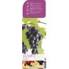 Blauwe druif (vitis vinifera "Glenora") fruitplanten