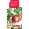 Appelboom (malus domestica "Summer Red") fruitbomen