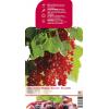 Rode bes (ribes rubrum "Rolan") fruitplanten