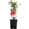 Rode bes (ribes rubrum "Rolan") fruitplanten