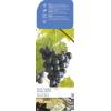 Blauwe druif (vitis vinifera "Muscat Blue") fruitplanten