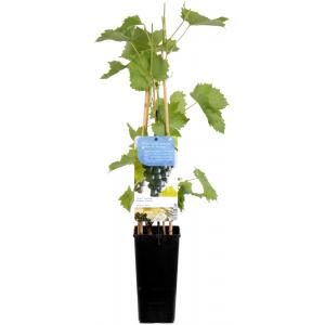 Blauwe druif (vitis vinifera "Muscat Blue") fruitplanten