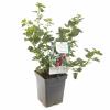 Rode kruisbes (ribes uva crispa "Captivator") fruitplanten