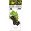 Zwarte bes (ribes nigrum "Titania") fruitplanten