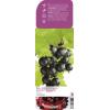 Jostabes (ribes nigrum "Jostabes") fruitplanten