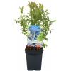 Bosbes (vaccinium corymbosum "Hortblue Petite") fruitplanten