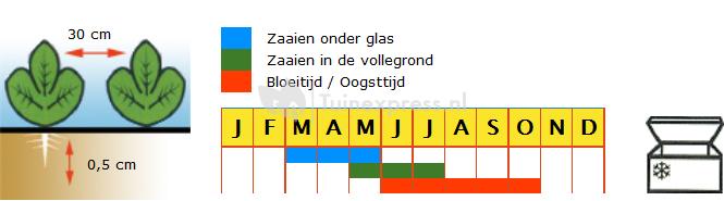 Andijvie (voorjaar) zaden - Nummer Vijf 2