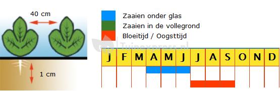 Augurk (zelfbestuivend) zaden - Diamant F1