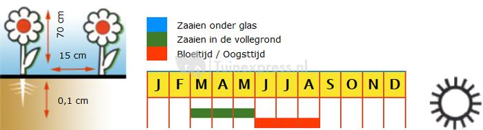 Gewone rode klaproos bloemzaden – Klaproos