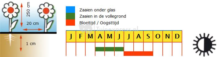 Hoge dubbelbloemige klimkers bloemzaden – Oost-Indische kers Gleam hybride mix