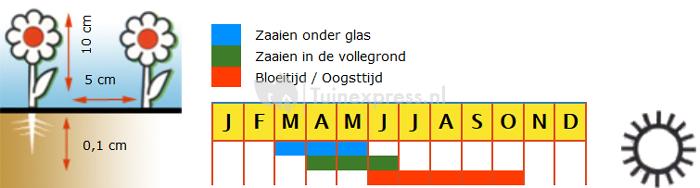 Ijsbloemen bloemzaden – Magic Carpet