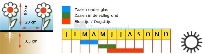 Juffertje in ’t Groen bloemzaden – Miss Jekyll Blue