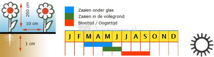 Klimmende Winde bloemzaden - Pronkwinde Mix