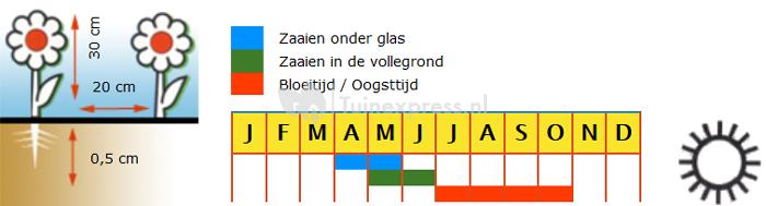 Lage dubbele Afrikaantjes bloemzaden – Bonita Mix