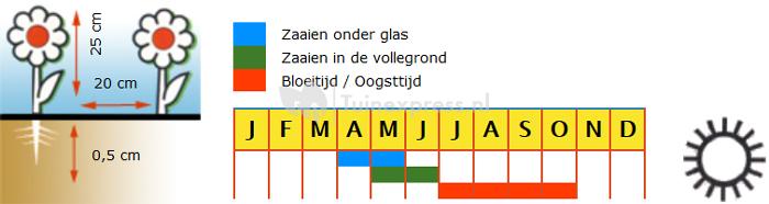 Lage dubbele Afrikaantjes bloemzaden – Petite citroengeel