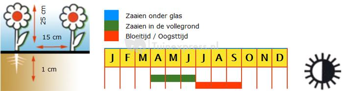 Lage enkele Oost-Indische kers bloemzaden – Oost-Indische kers Kind Theodore