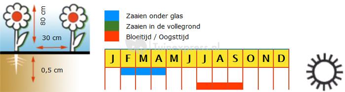 Lamsoor bloemzaden – Pacific mix