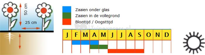 Leeuwenbek halfhoog bloemzaden - Rainbow Mix