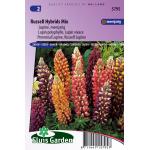 Lupine bloemzaden – Russell Hybrids Mix