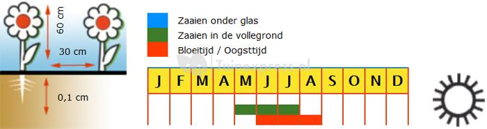 Oosterse klaproos bloemzaden – Coral reef