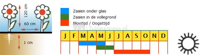 Rode Ricinis bloemzaden – Wonderboom Impala