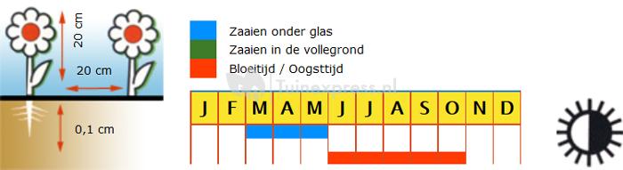 Vlijtig Liesje bloemzaden - F2 Colour Coctail Mix