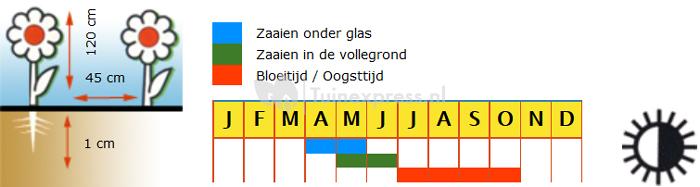 Zaaidahlia hoog dubbelbloemig bloemzaden - Dahlia Pompon Mix