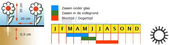 Zwolse anjer bloemzaden - Steenanjer Lindoya