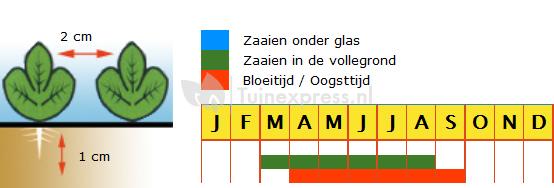 Radijs (ronde gemengd) zaden