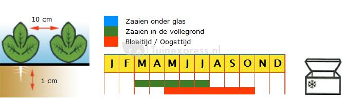 Rode biet (gourmet) zaden - Pablo F1