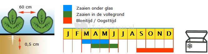 Spruitkool zaden - Amaroso F1