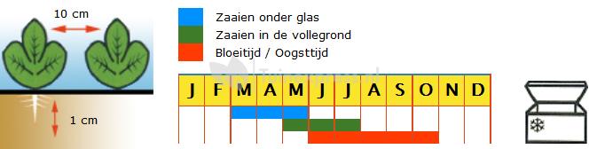 Stamslaboon (sperzieboon) zaden - Kylian