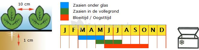 Stamslaboon (sperzieboon) zaden - Prelude zonder draad