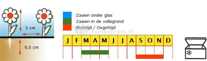 Wortel zaden - Flakkese 2