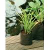 Waterplantzak rond 15 cm